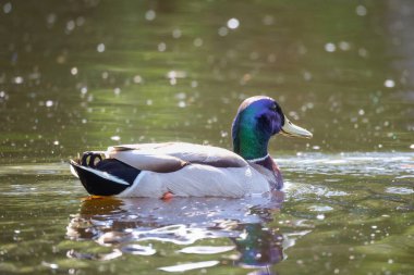 2024 gölündeki ördekler