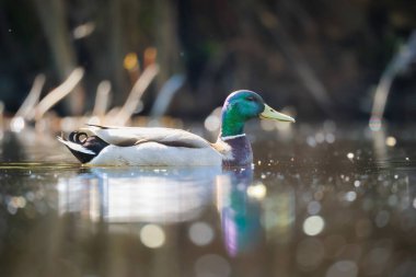 2024 gölündeki ördekler