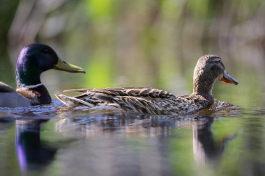 2024 gölündeki ördekler