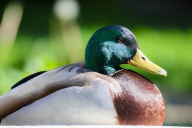 2024 gölündeki ördekler