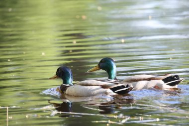 2024 gölündeki ördekler