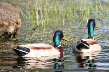 2024 gölündeki ördekler