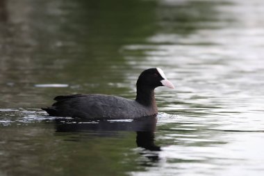 2024 gölündeki ördekler