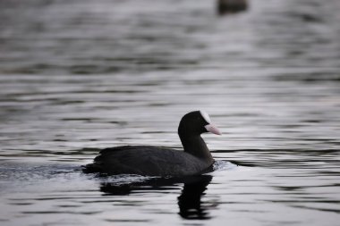 2024 gölündeki ördekler