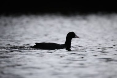 2024 gölündeki ördekler