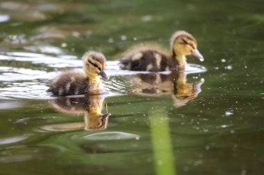 2024 gölündeki ördekler