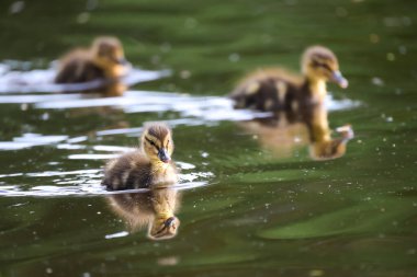 2024 gölündeki ördekler