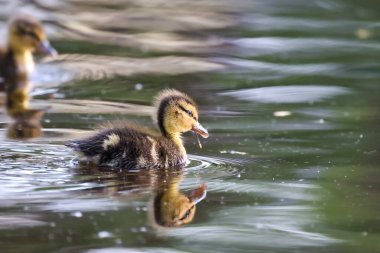 2024 gölündeki ördekler