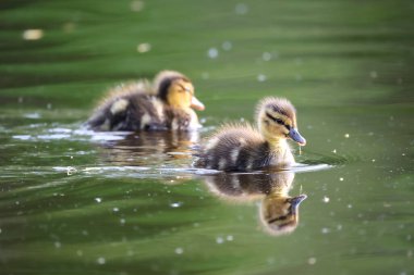 2024 gölündeki ördekler