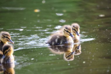 2024 gölündeki ördekler