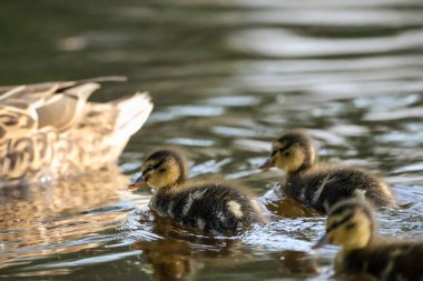 2024 gölündeki ördekler