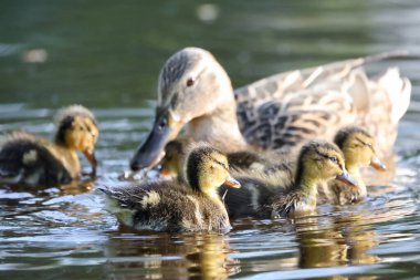 2024 gölündeki ördekler