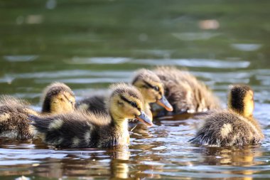 2024 gölündeki ördekler