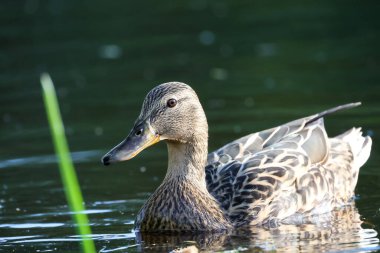 2024 gölündeki ördekler
