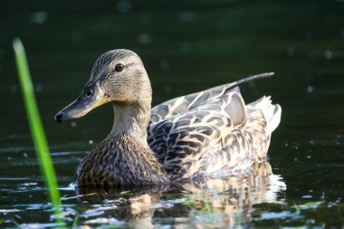 2024 gölündeki ördekler