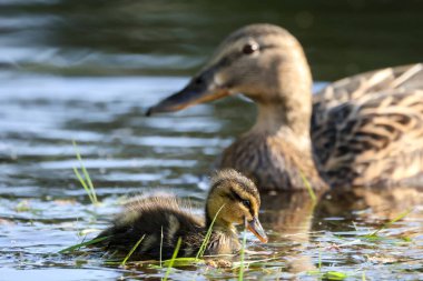 2024 gölündeki ördekler