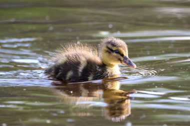 2024 gölündeki ördekler