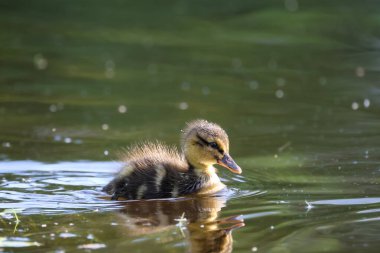 2024 gölündeki ördekler