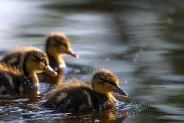 2024 gölündeki ördekler
