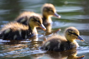 2024 gölündeki ördekler