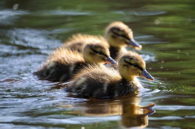 2024 gölündeki ördekler