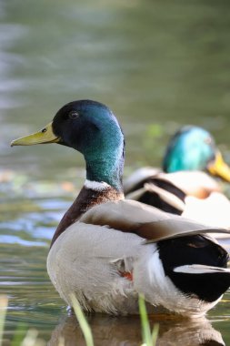 2024 gölündeki ördekler