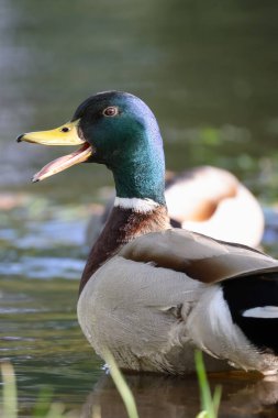 2024 gölündeki ördekler