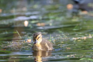 2024 gölündeki ördekler