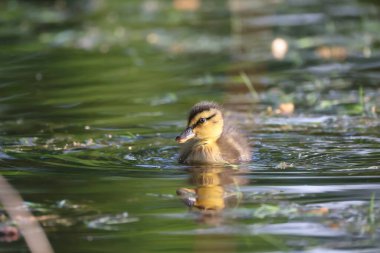 2024 gölündeki ördekler