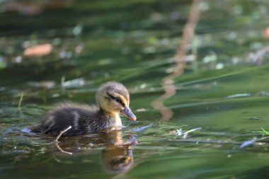 2024 gölündeki ördekler