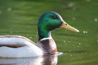 2024 gölündeki ördekler