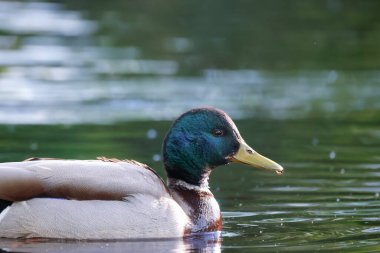 2024 gölündeki ördekler