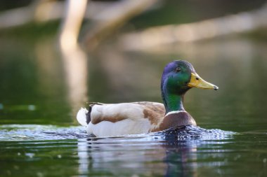 2024 gölündeki ördekler