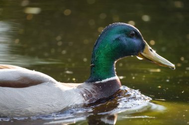 2024 gölündeki ördekler