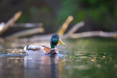 2024 gölündeki ördekler