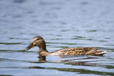 2024 gölündeki ördekler