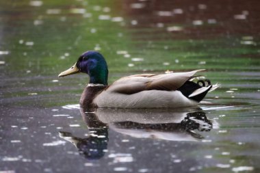 2024 gölündeki ördekler