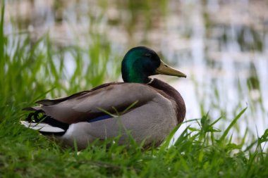 2024 gölündeki ördekler