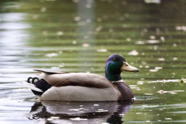 2024 gölündeki ördekler