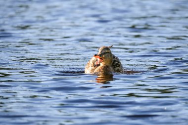 2024 gölündeki ördekler
