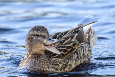 2024 gölündeki ördekler