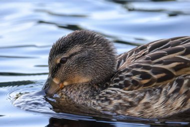 ducks on the lake 2024