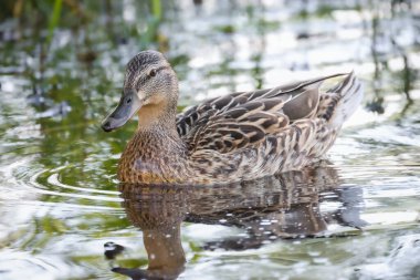 2024 gölündeki ördekler