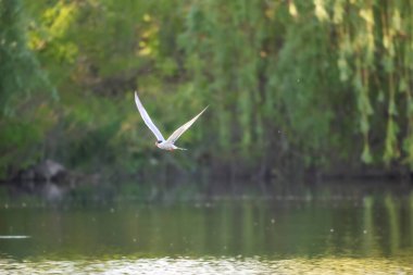 2024 gölündeki ördekler