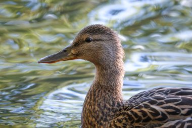 2024 gölündeki ördekler