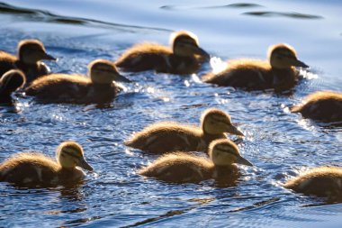 2024 gölündeki ördekler