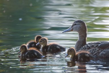 2024 gölündeki ördekler