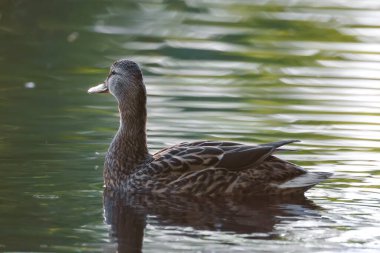 2024 gölündeki ördekler