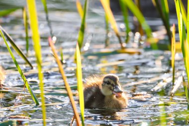 2024 gölündeki ördekler