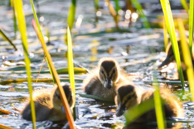 2024 gölündeki ördekler